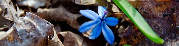 LaBee Natures Blue Flower